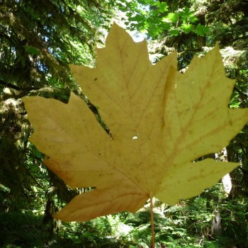 The maple leaf , het nationale symbool van Canada